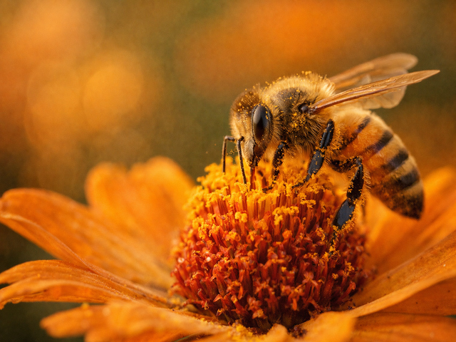 Макро фотография